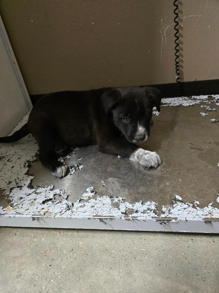 Nate, Adoptable, Puppy Male Labrador Retriever.