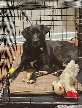 Enlarge Gypsy, a Adoptable mixed breed in Warrington, PA image 5/5