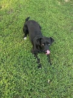 Enlarge Gypsy, a Adoptable mixed breed in Warrington, PA image 3/5