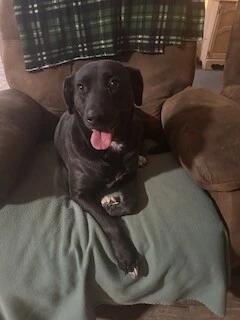 Enlarge Gypsy, a Adoptable mixed breed in Warrington, PA image 2/5