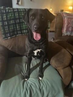 Enlarge Gypsy, a Adoptable mixed breed in Warrington, PA image 1/5