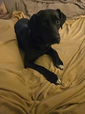 Enlarge Gypsy, a Adoptable mixed breed in Warrington, PA image 4/5