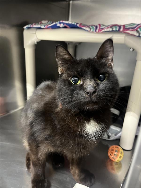 Furby, Adoptable, Adult Male Domestic Short Hair.