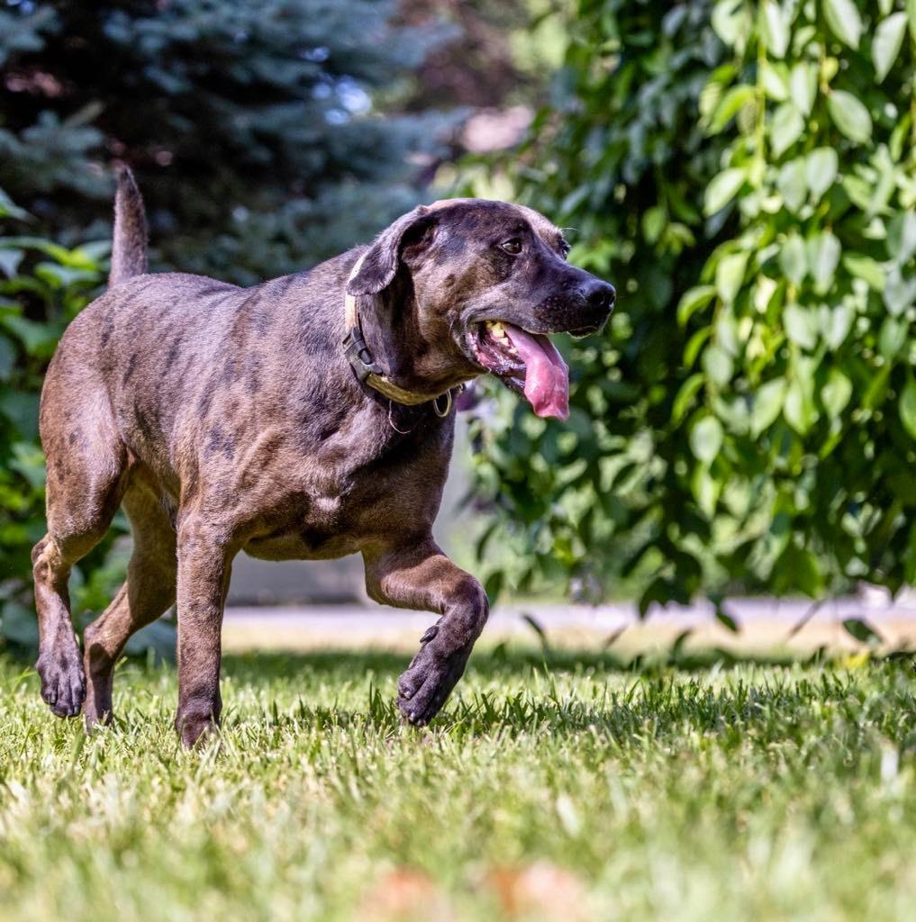 Dirk, Adoptable, Adult Male Labrador Retriever.