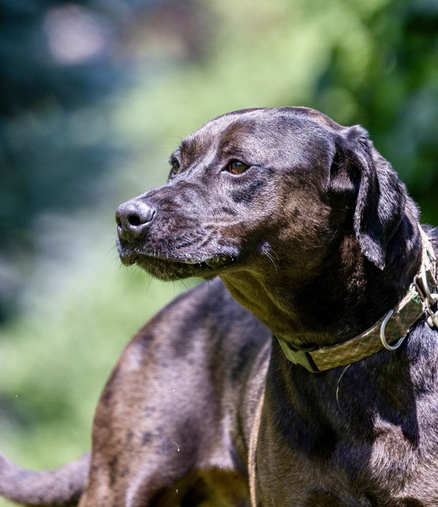 Enlarge Dirk, a Adoptable mixed breed in White Hall, IL image 7/9