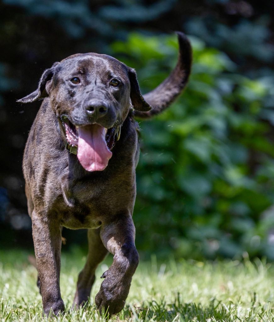 Enlarge Dirk, a Adoptable mixed breed in White Hall, IL image 6/9