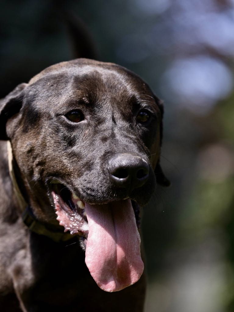 Enlarge Dirk, a Adoptable mixed breed in White Hall, IL image 8/9