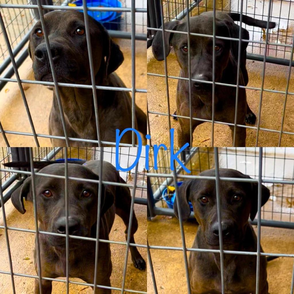 Enlarge Dirk, a Adoptable mixed breed in White Hall, IL image 3/6