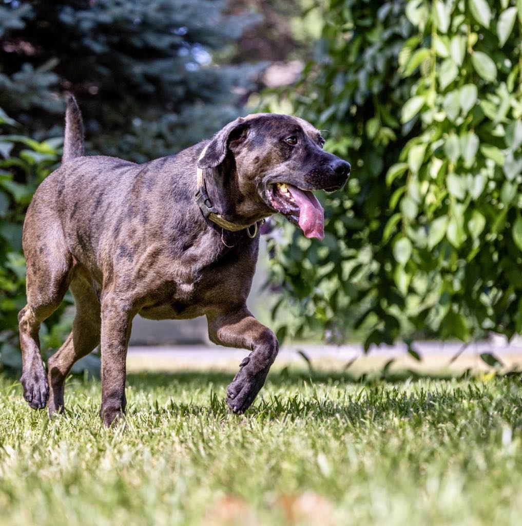 Dirk, Adult Male Labrador Retriever