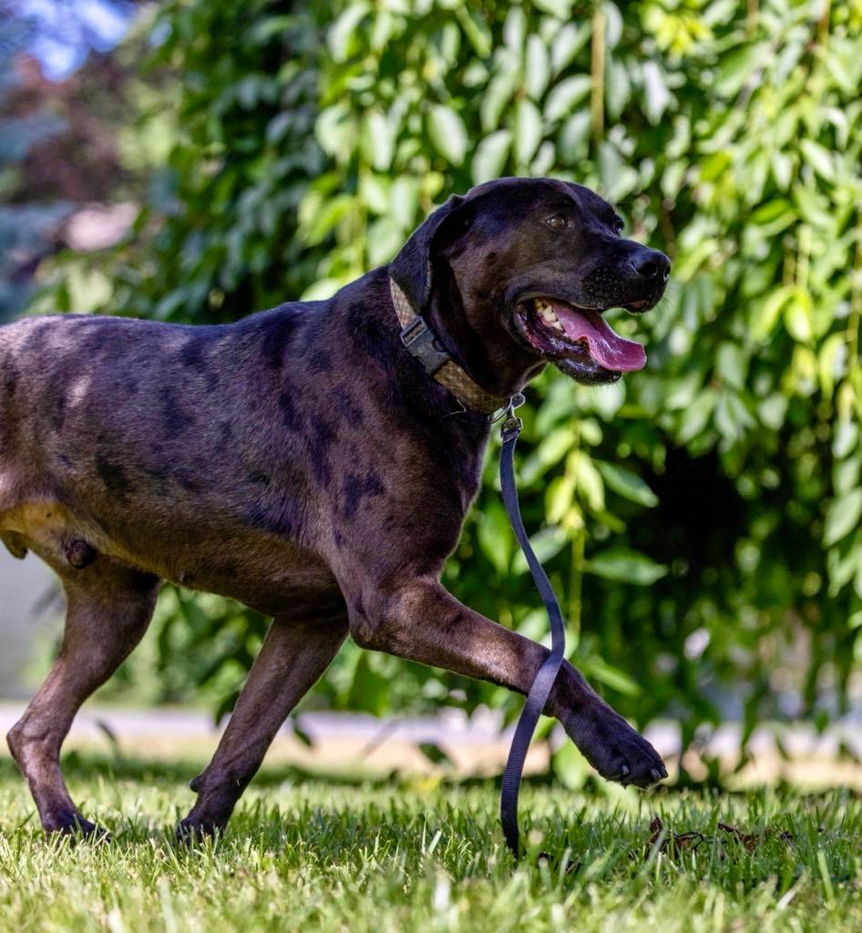 Enlarge Dirk, a Adoptable mixed breed in White Hall, IL image 4/6