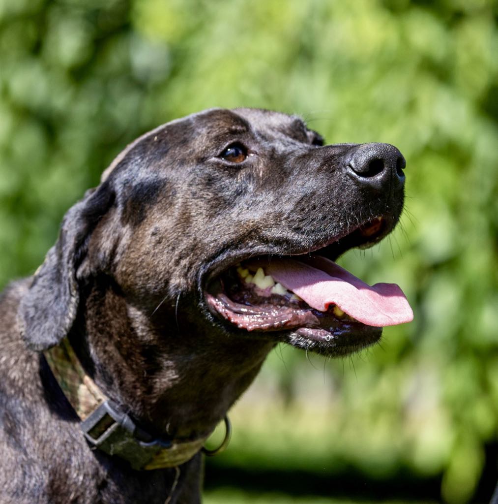 Enlarge Dirk, a Adoptable mixed breed in White Hall, IL image 5/9