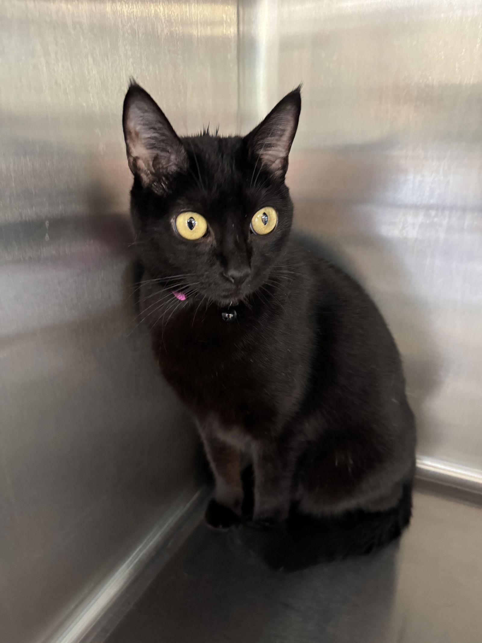 Raven, Adoptable, Adult Female Domestic Short Hair.