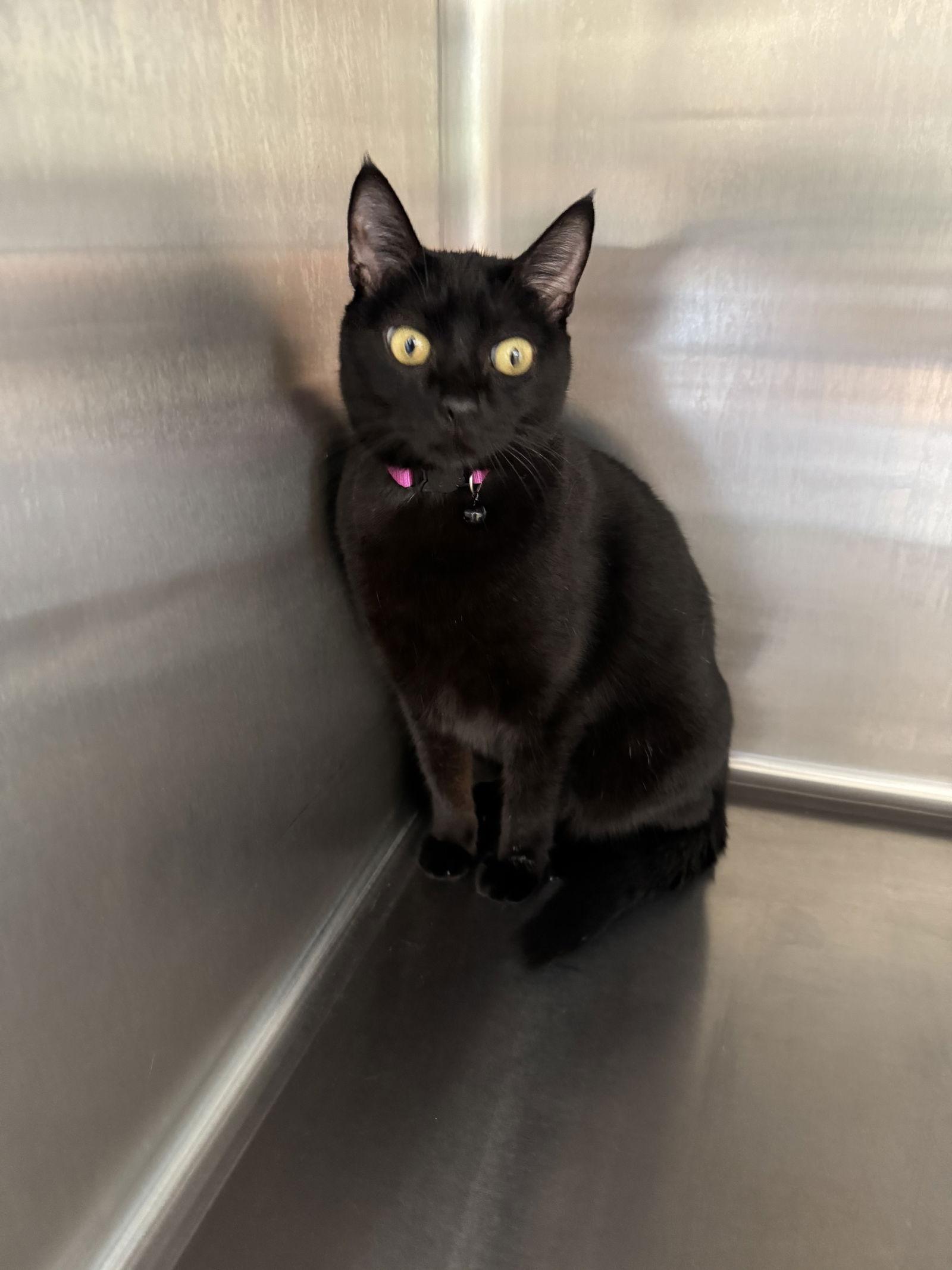 Enlarge Raven, a Adoptable Domestic Short Hair in Hammond, LA image 2/2