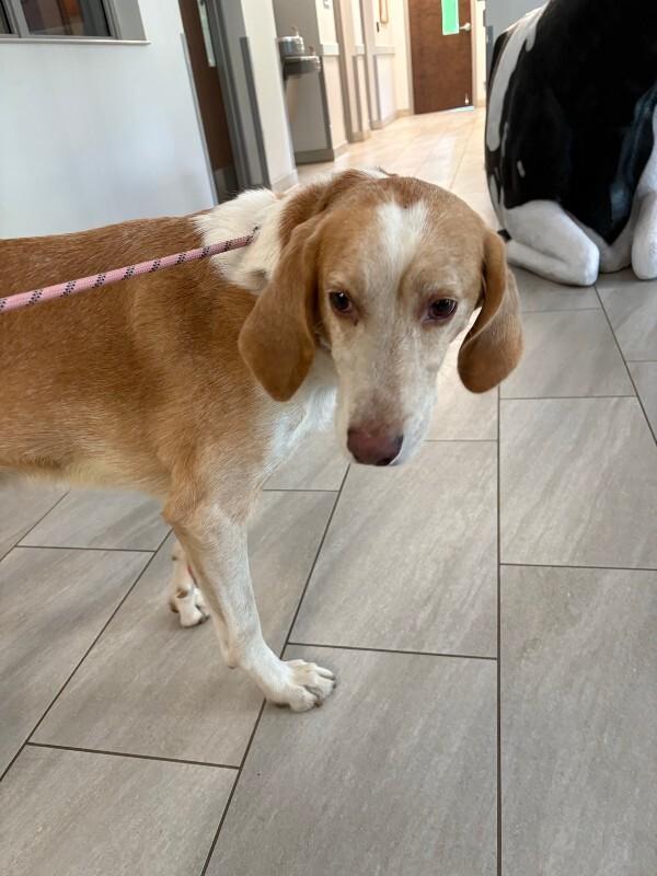 Frankenstein, Adoptable, Adult Male Hound.