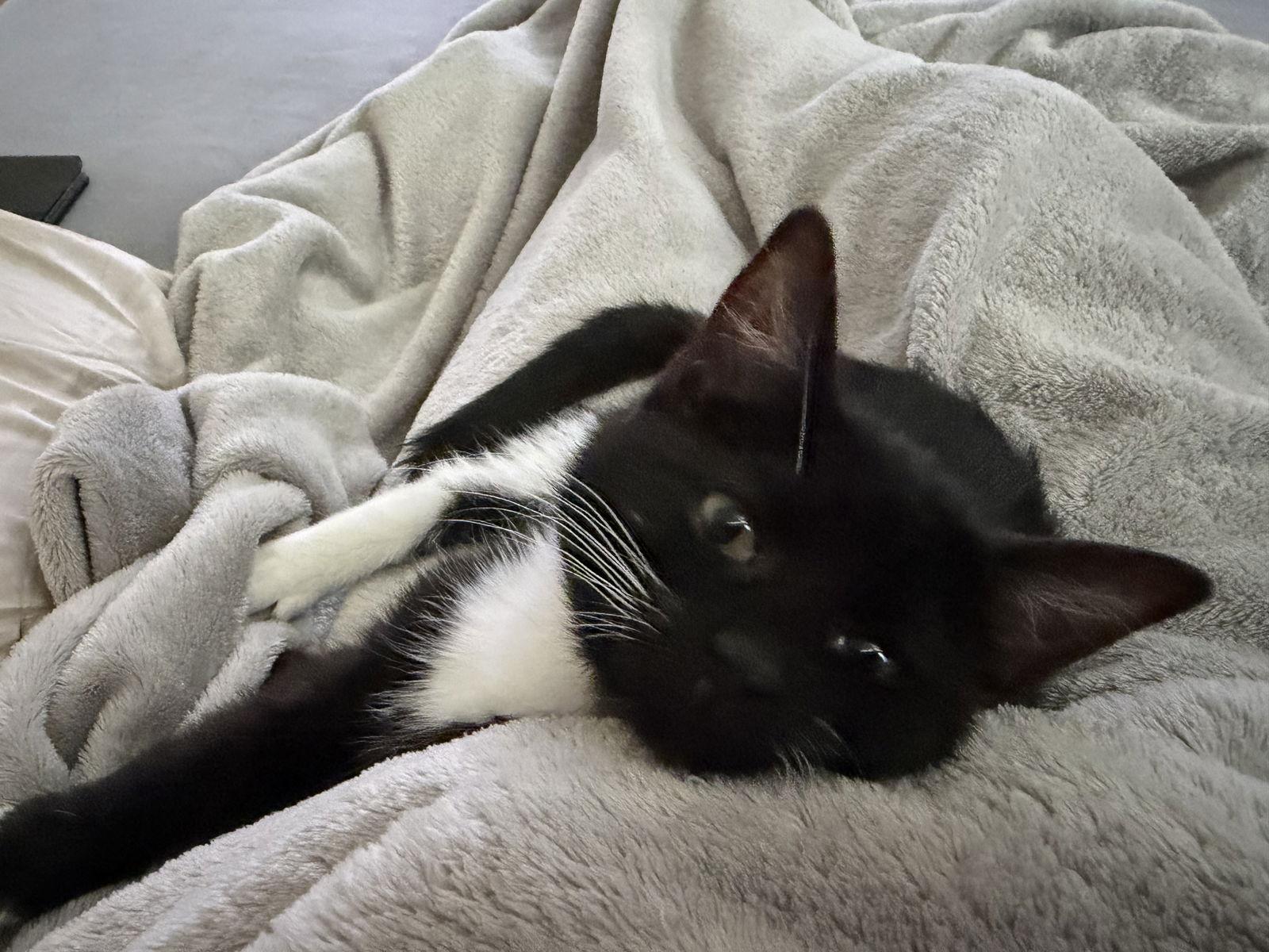 Bitsy (w/Mitzi), Adoptable, Kitten Female Domestic Short Hair.