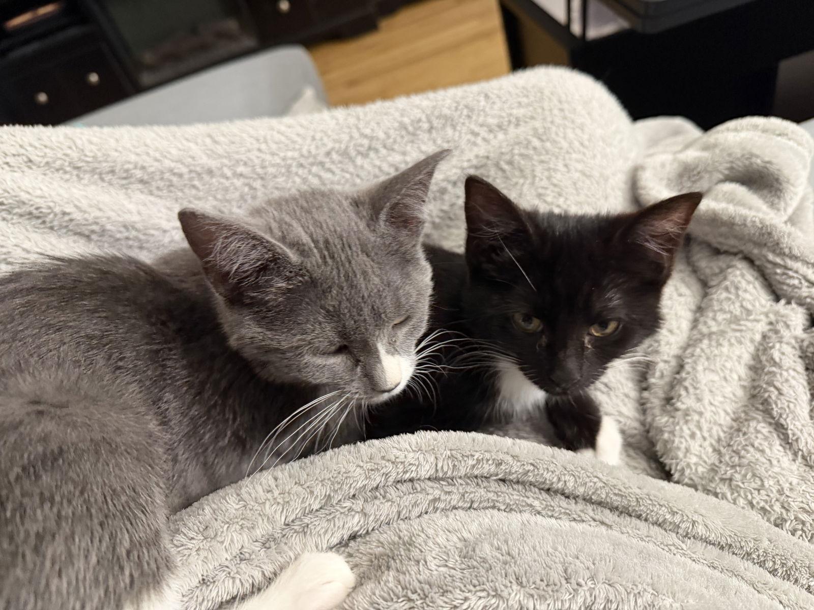 Enlarge Bitsy (w/Mitzi), a Adoptable Domestic Short Hair in Stewartsville, NJ image 2/2