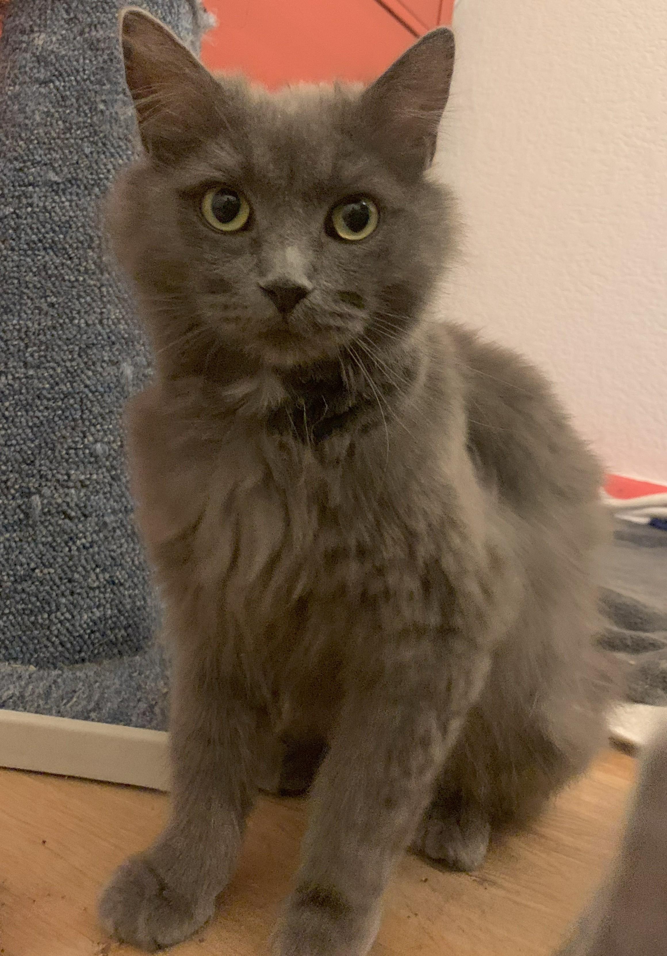 Bluebell, an adoptable Domestic Long Hair in Montrose, CO, 81401 | Photo Image 1