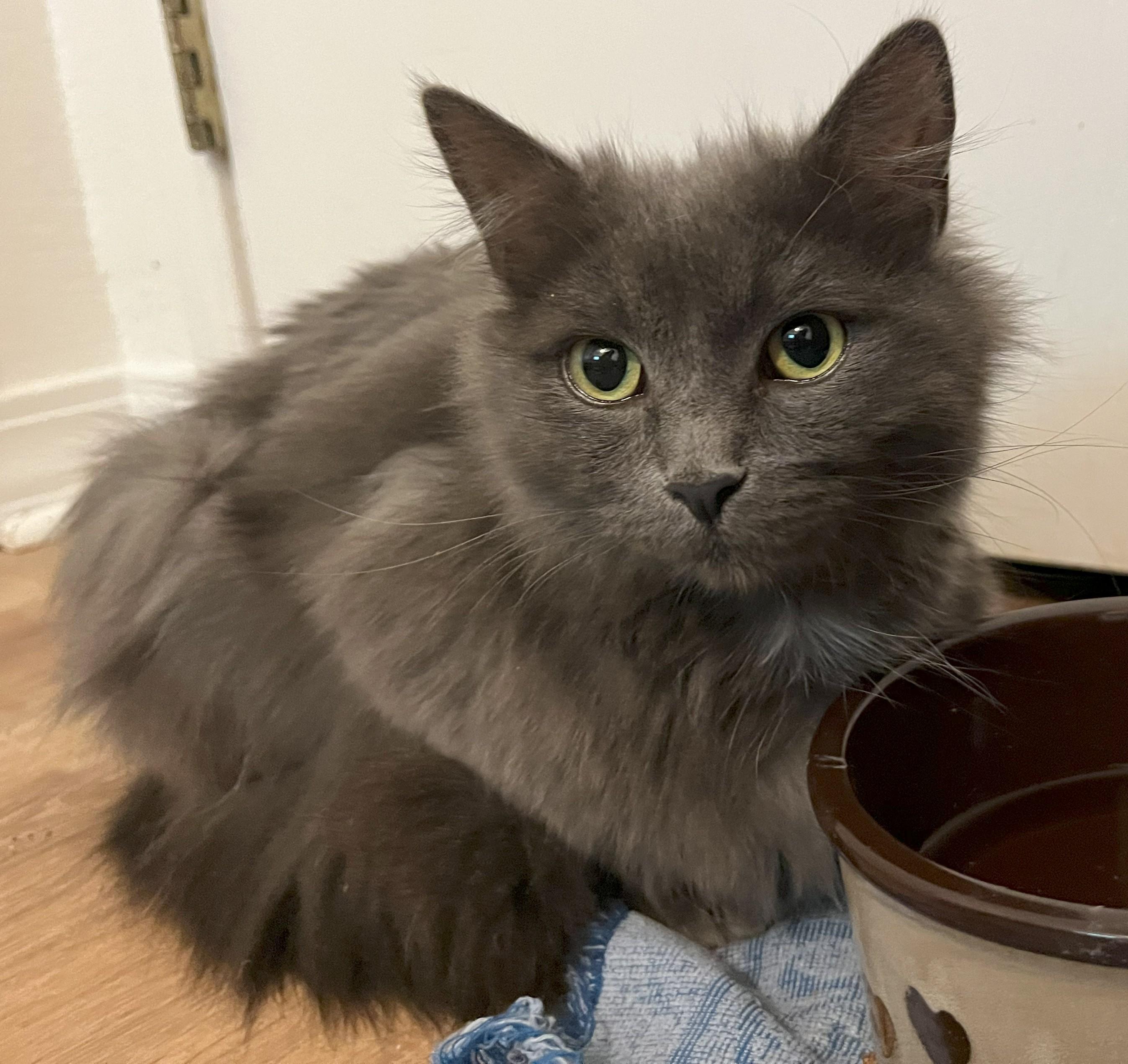 Bluebell, an adoptable Domestic Long Hair in Montrose, CO, 81401 | Photo Image 2