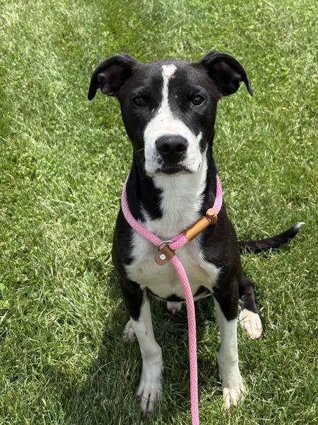 Del Mar, Adoptable, Adult Male Black Mouth Cur.