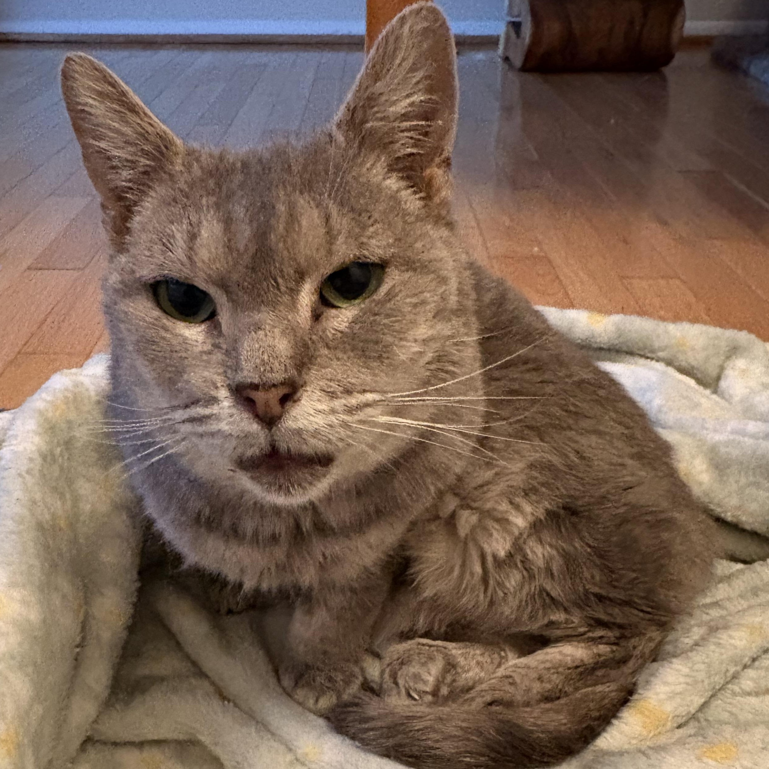 Enlarge Jinx, a Adoptable mixed breed in Hyattsville, MD image 5/5