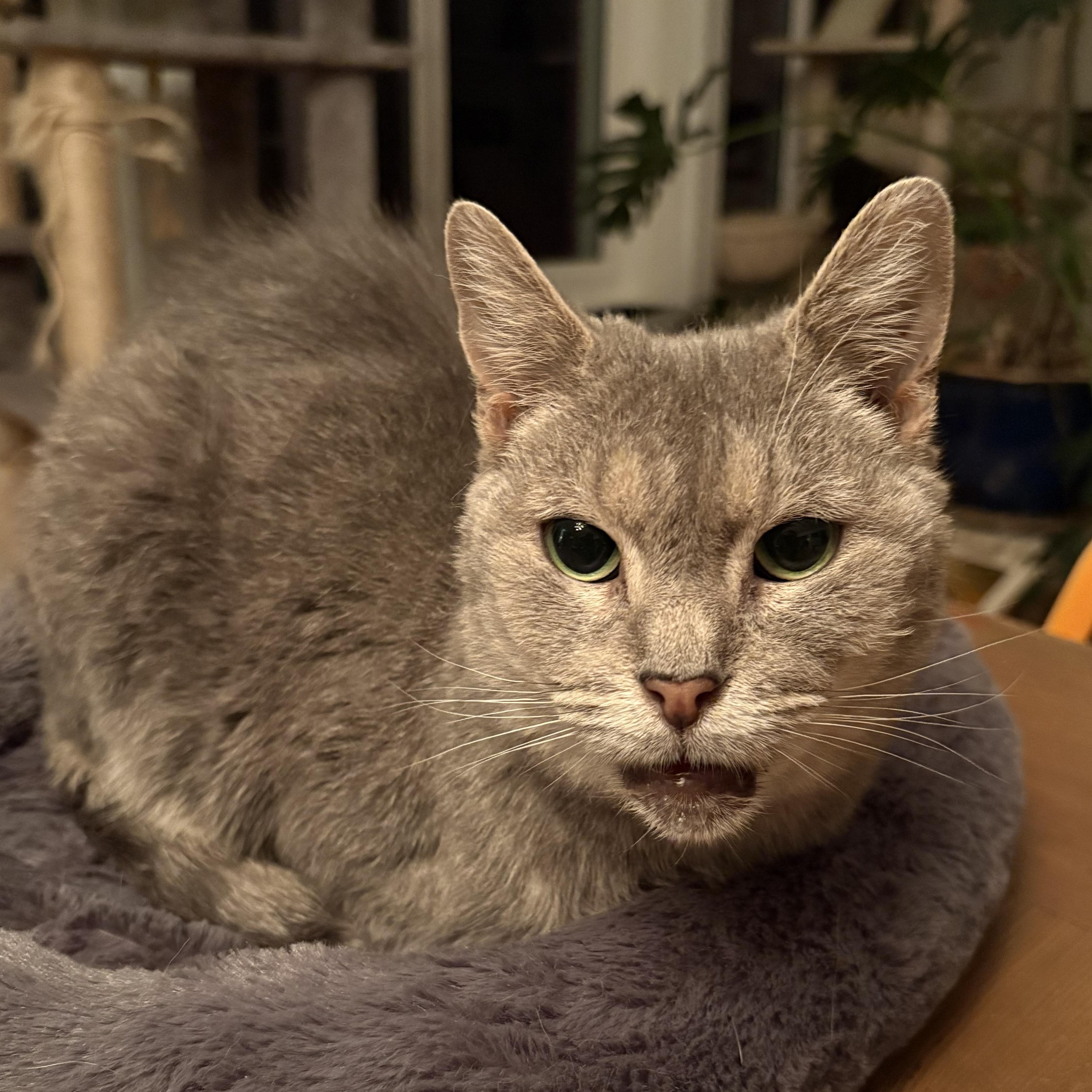 Enlarge Jinx, a Adoptable mixed breed in Hyattsville, MD image 4/5