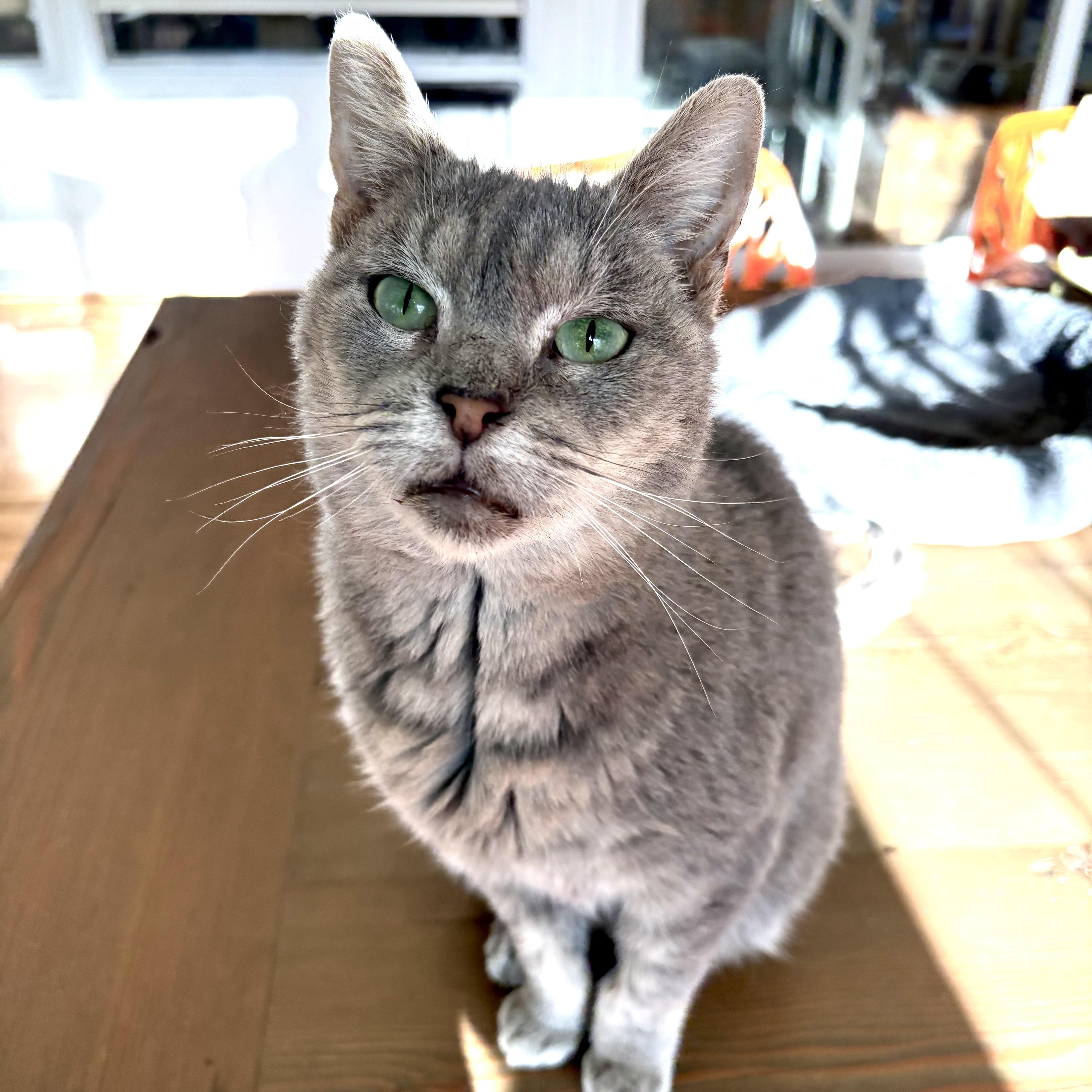 Enlarge Jinx, a Adoptable mixed breed in Hyattsville, MD image 1/5