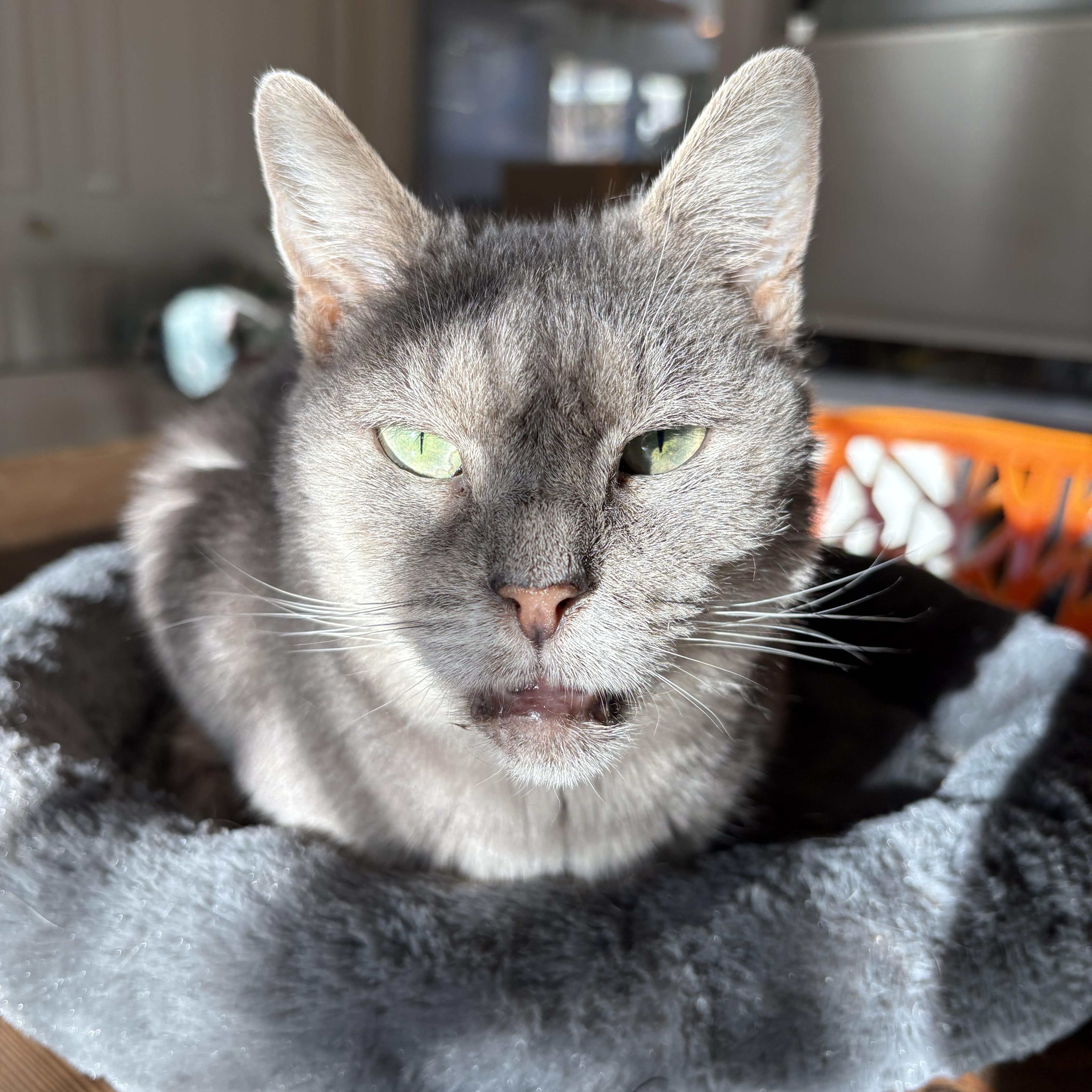 Enlarge Jinx, a Adoptable mixed breed in Hyattsville, MD image 3/5