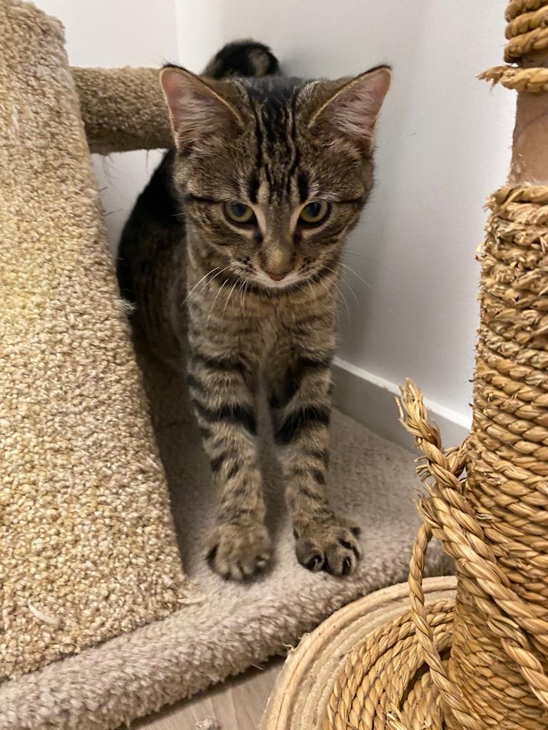 Peppermint Mocha, Adoptable, Young Female Domestic Short Hair.