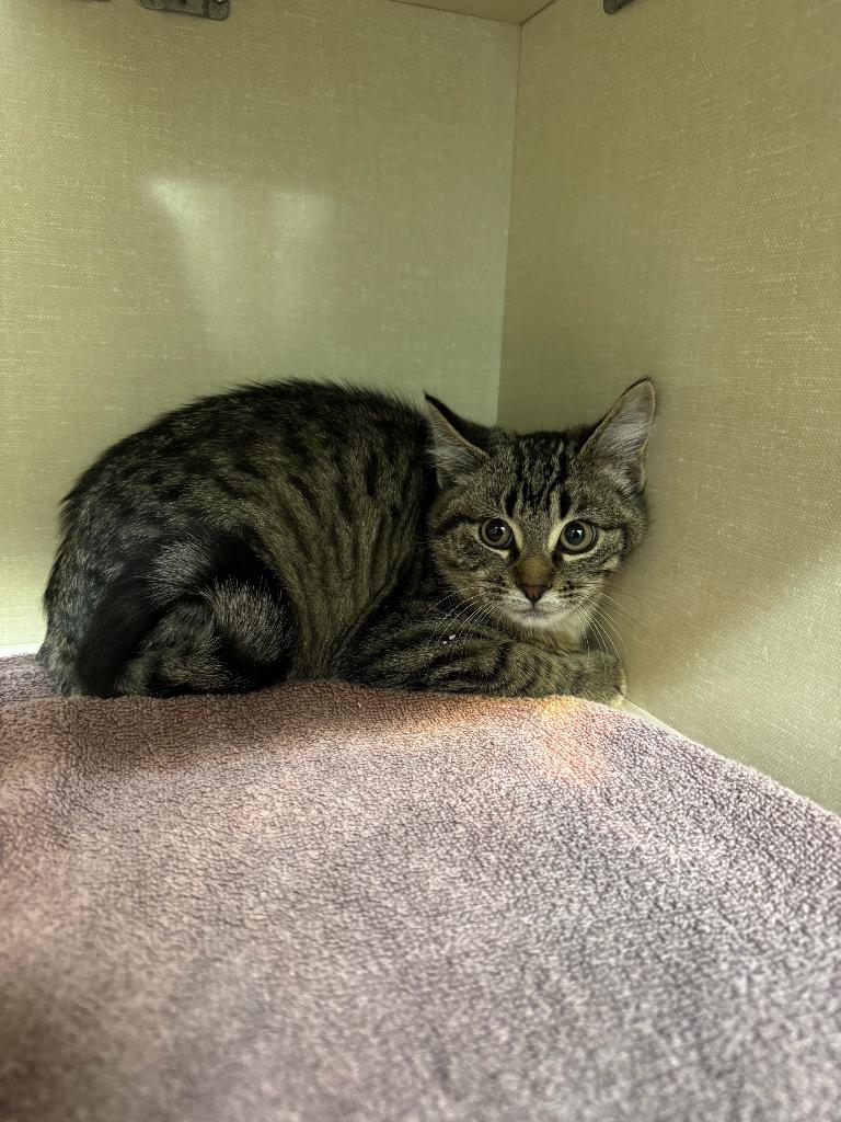 Enlarge Peppermint Mocha, a Adoptable mixed breed in Winnipeg, MB image 1/1