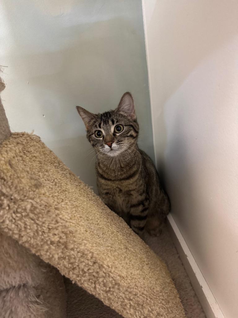 Enlarge Peppermint Mocha, a Adoptable mixed breed in Winnipeg, MB image 2/3