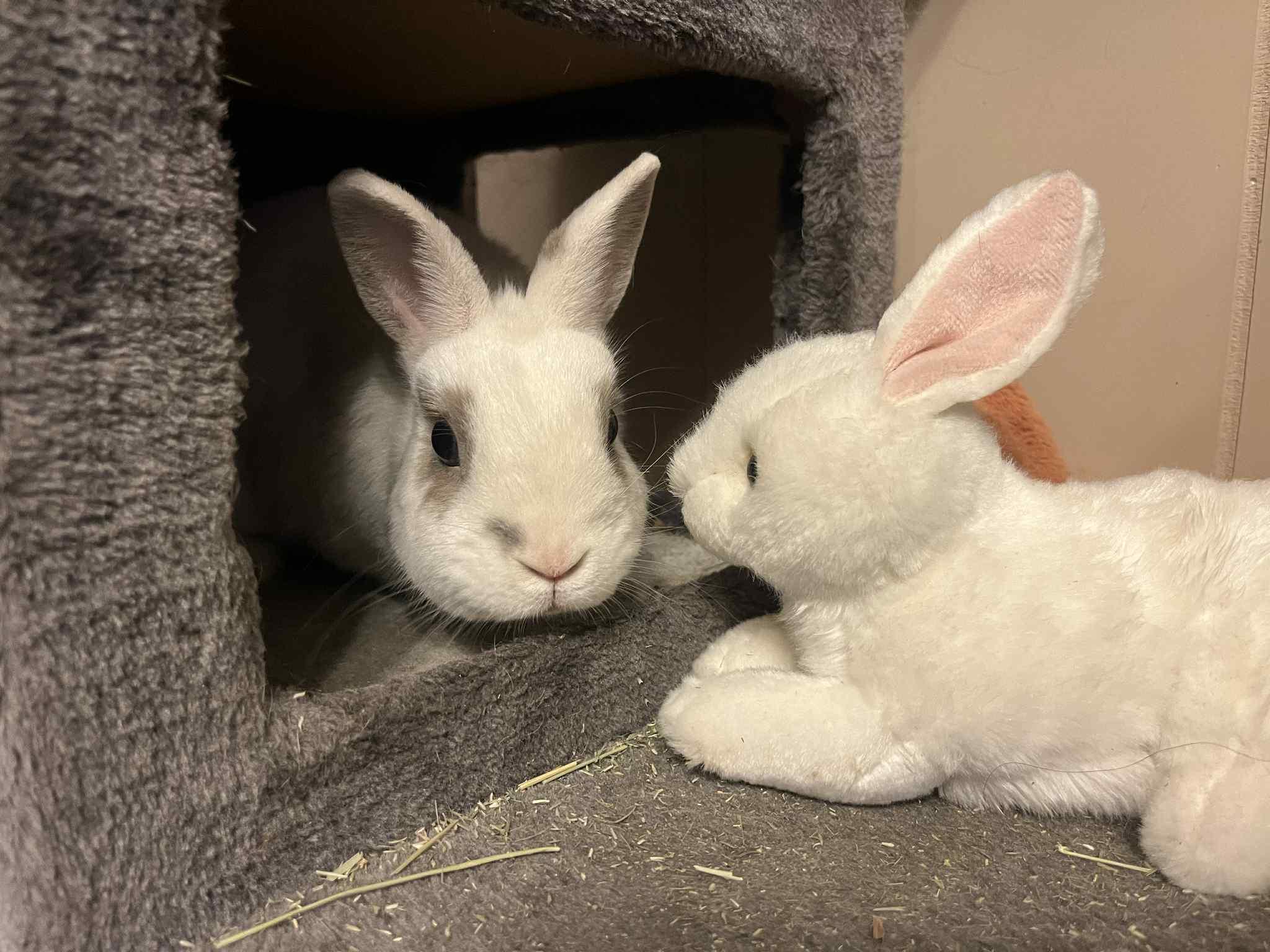 Enlarge Patrick George, a Adopted Netherland Dwarf in Orangeville, ON image 4/6