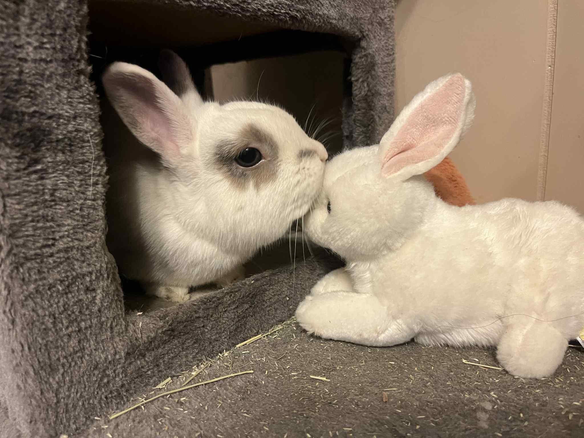 Enlarge Patrick George, a Adopted Netherland Dwarf in Orangeville, ON image 5/6