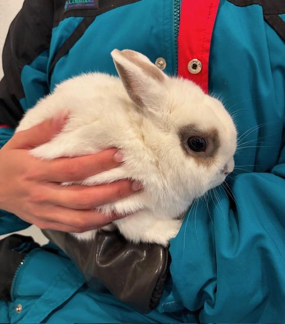 Enlarge Patrick George, a Adopted Netherland Dwarf in Orangeville, ON image 6/6