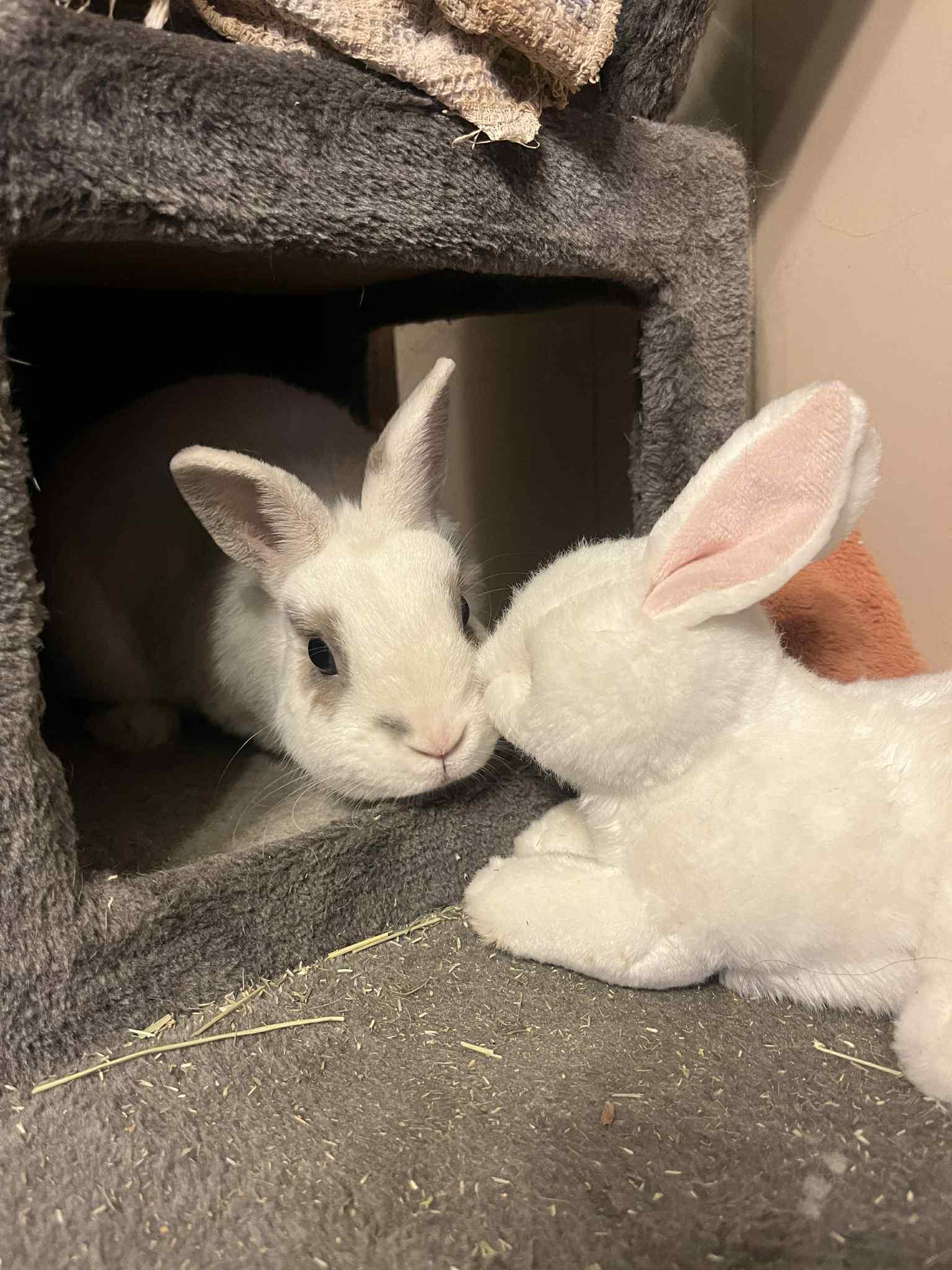 Enlarge Patrick George, a Adopted Netherland Dwarf in Orangeville, ON image 2/6