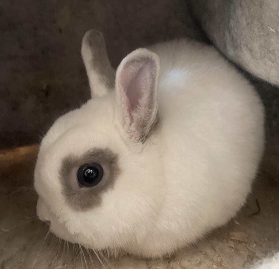 Patrick George, Adopted, Adult Male Netherland Dwarf.
