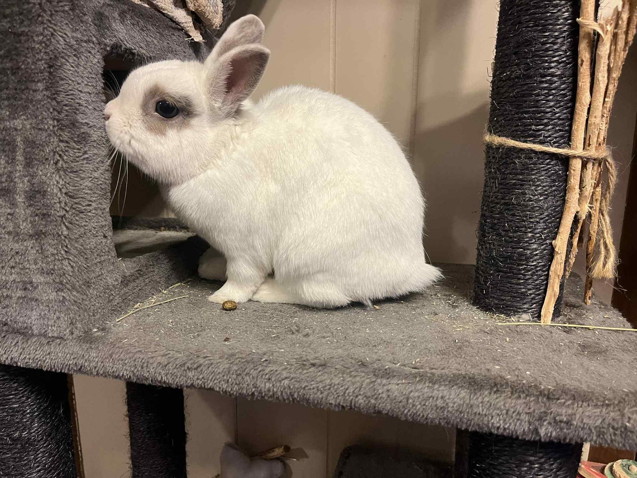Enlarge Patrick George, a Adopted Netherland Dwarf in Orangeville, ON image 3/6