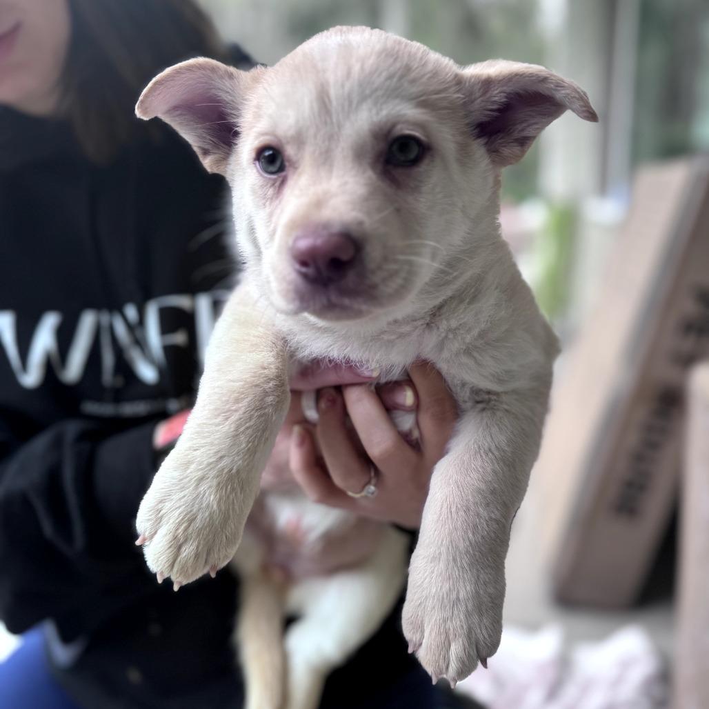 Enlarge Ginger, a Adoptable mixed breed in Tacoma, WA image 2/6
