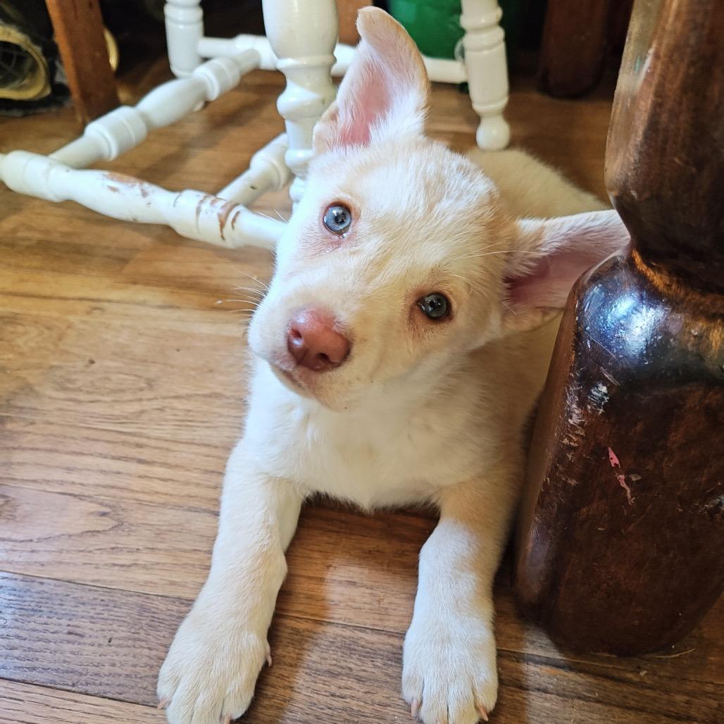 Enlarge Ginger, a Adoptable mixed breed in Tacoma, WA image 4/6