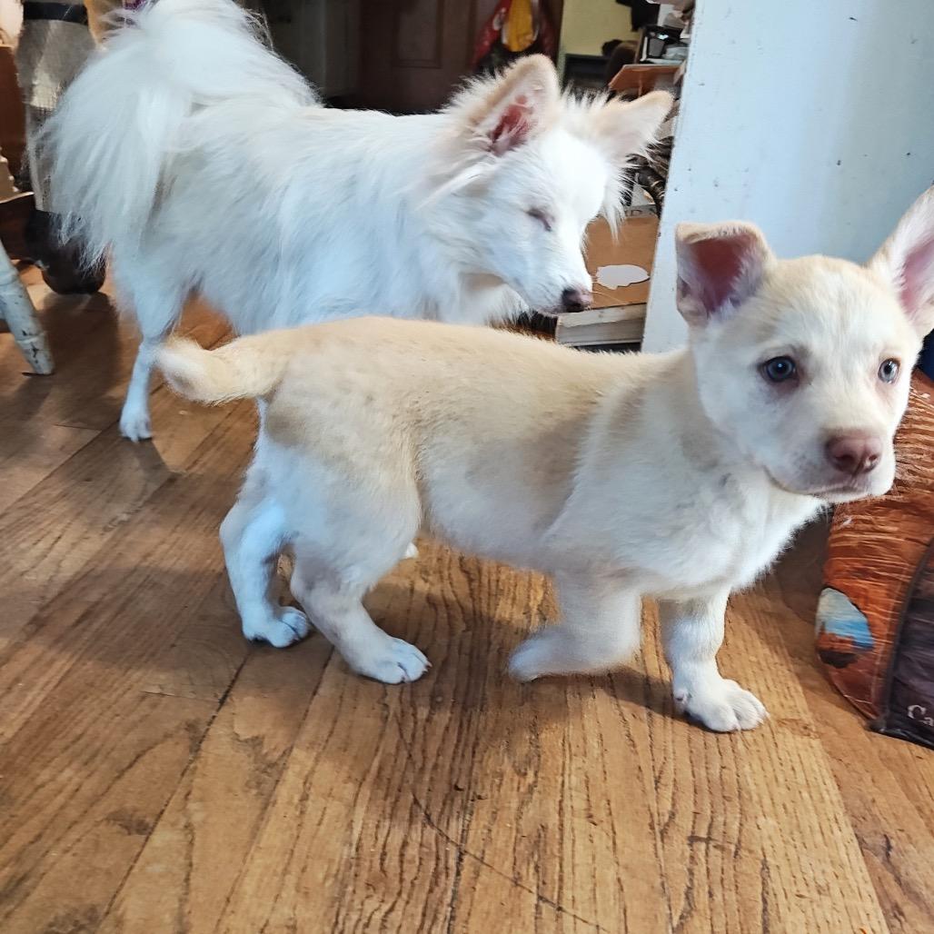Enlarge Ginger, a Adoptable mixed breed in Tacoma, WA image 5/6