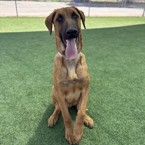 Enlarge Bear, a Adoptable mixed breed in Long Beach, CA image 1/1