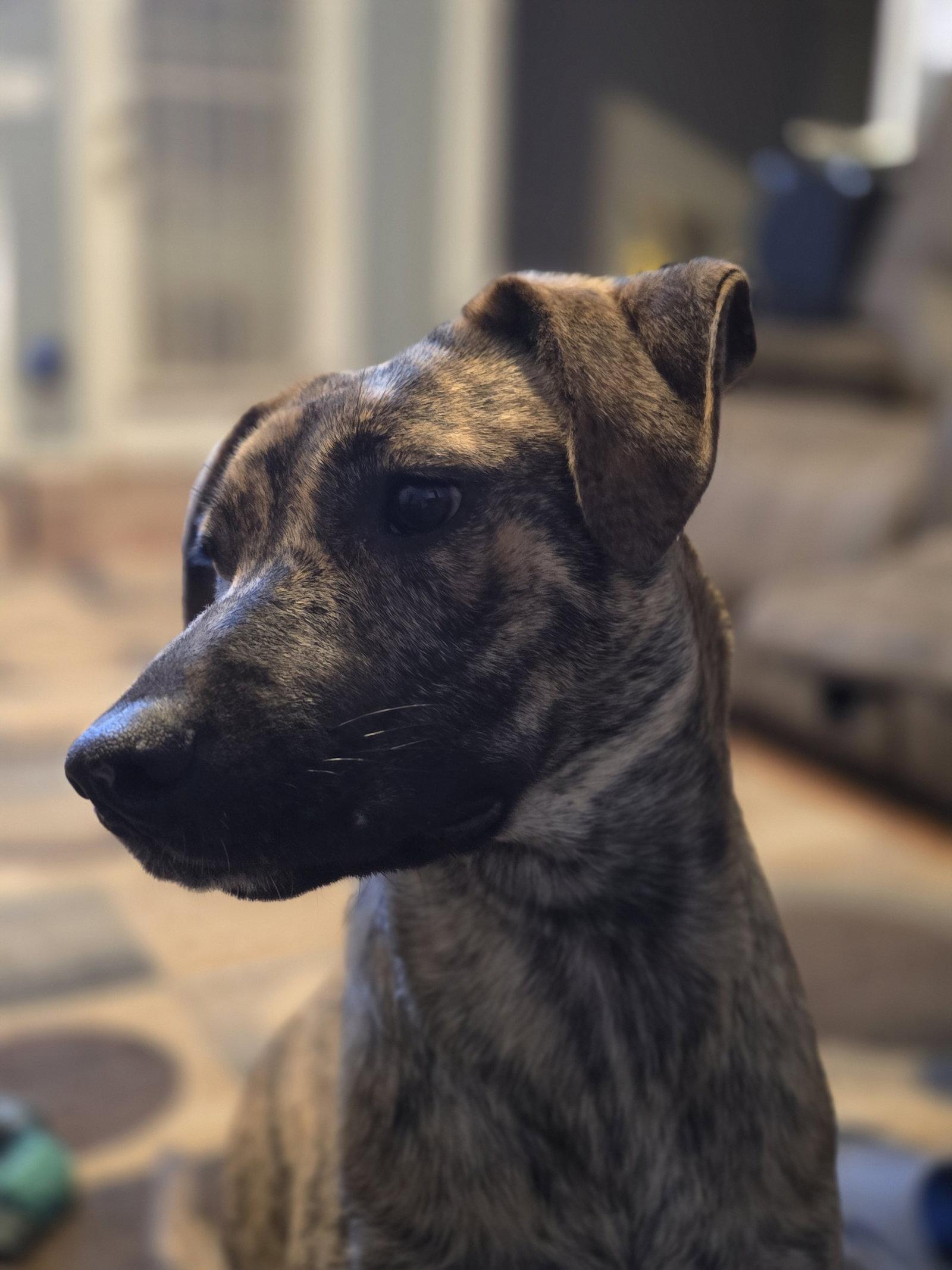 Echo, Adoptable, Puppy Female Siberian Husky & Shepherd.