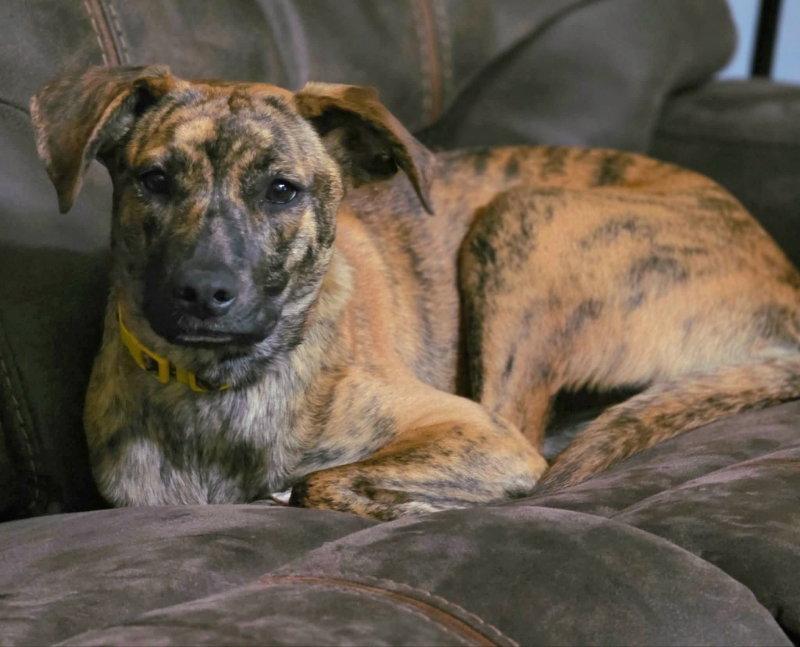 Enlarge Echo, a Adoptable mixed breed in Locust Grove, GA image 2/3