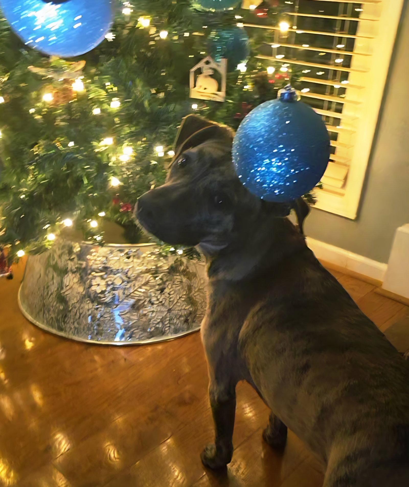 Enlarge Echo, a Adoptable mixed breed in Locust Grove, GA image 3/3