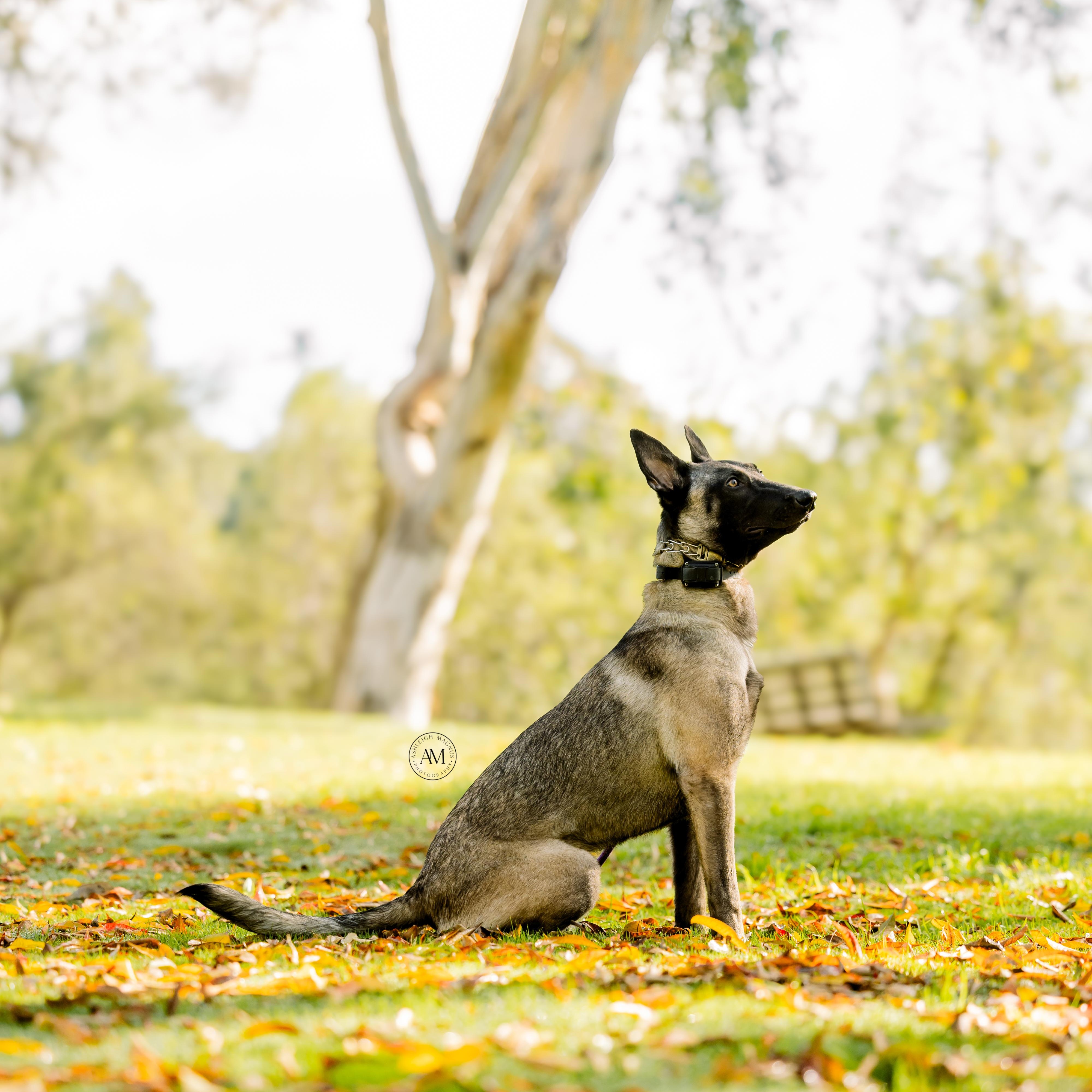 Enlarge Nora, a ADOPTABLE Belgian Shepherd / Malinois in Los Angeles, CA image 4/6