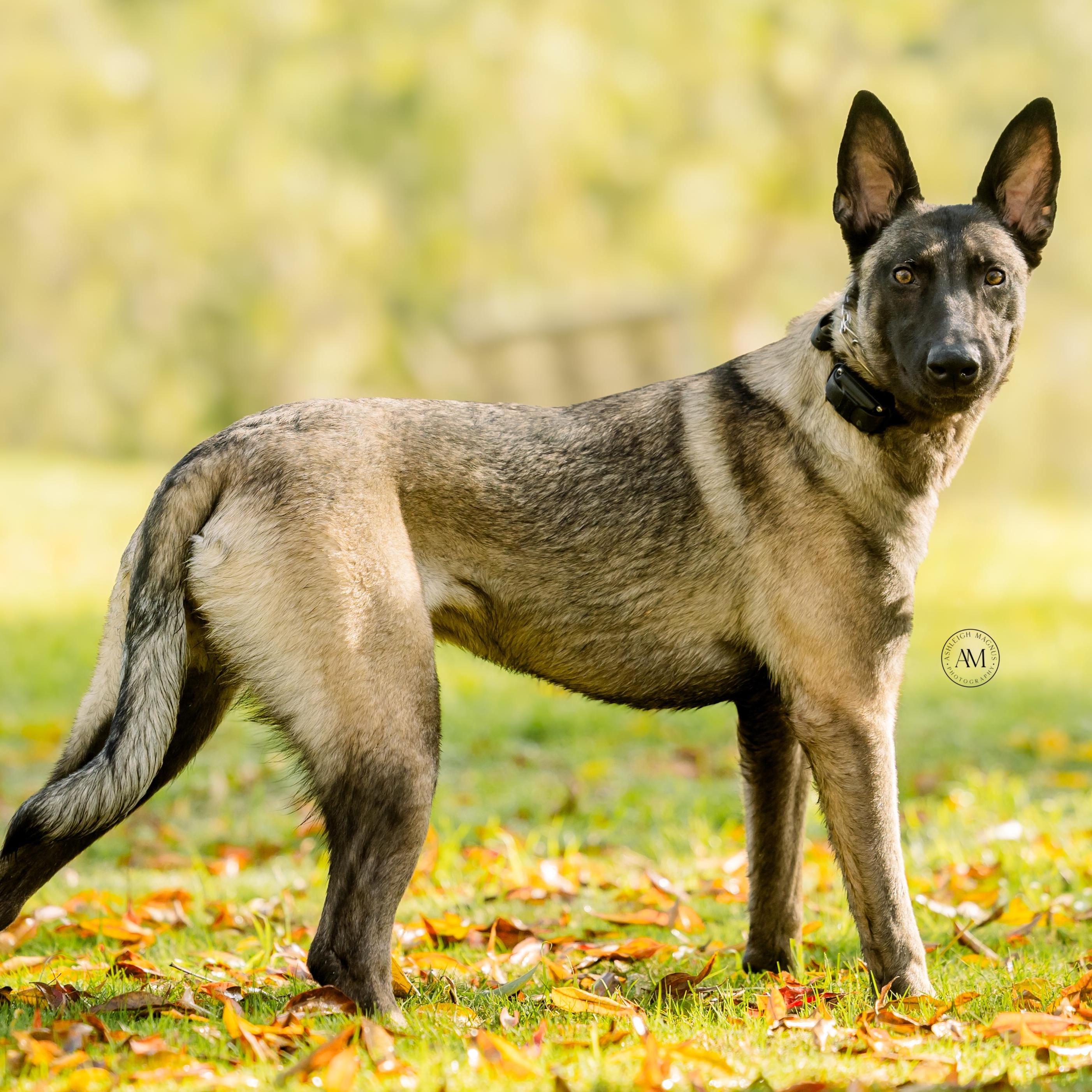 Enlarge Nora, a ADOPTABLE Belgian Shepherd / Malinois in Los Angeles, CA image 2/6