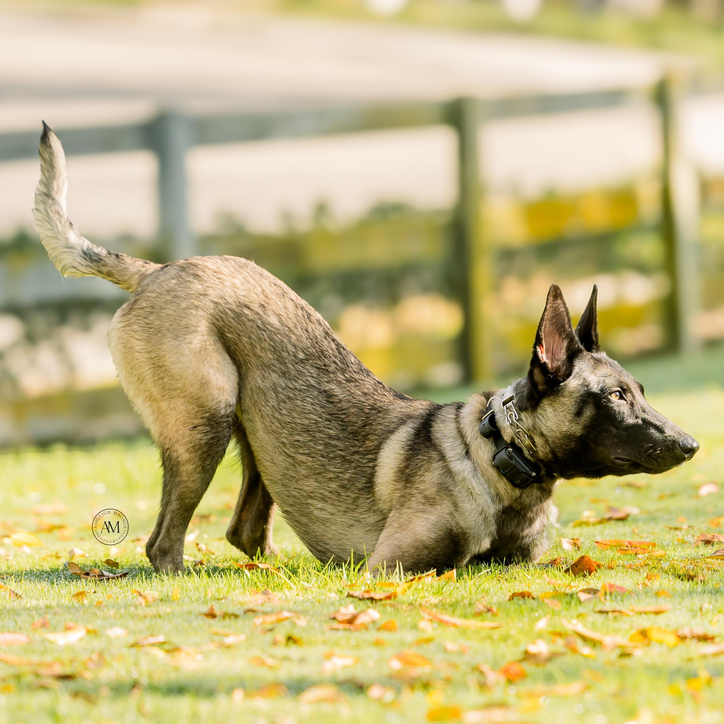 Nora, ADOPTABLE, Young Female Belgian Shepherd / Malinois.
