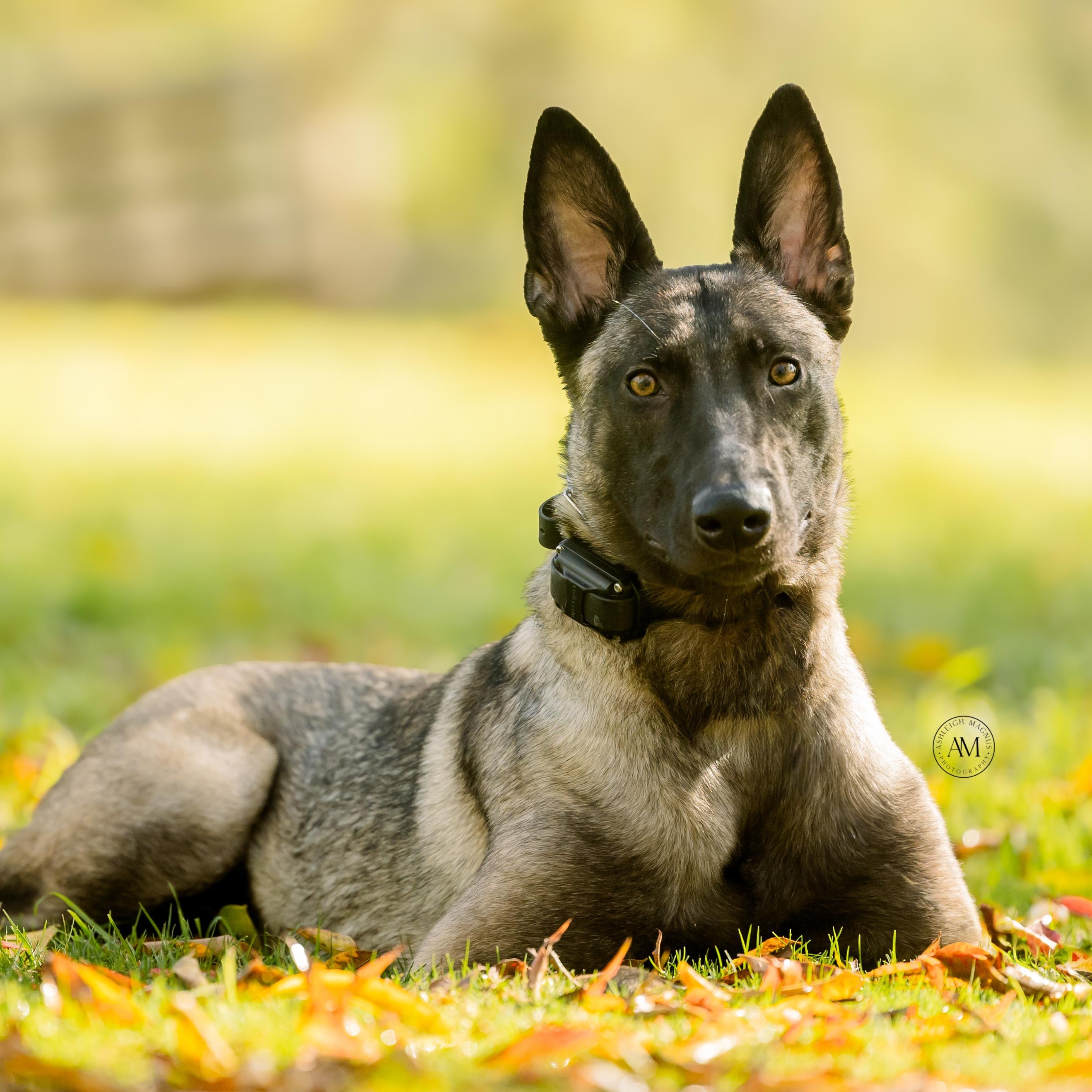 Enlarge Nora, a ADOPTABLE Belgian Shepherd / Malinois in Los Angeles, CA image 1/6
