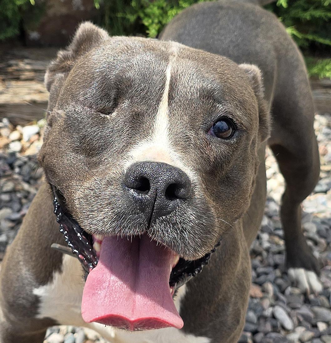 Jazzy Ms Jyn - Glorious American Bully, Adoptable, Young Female American Bully.
