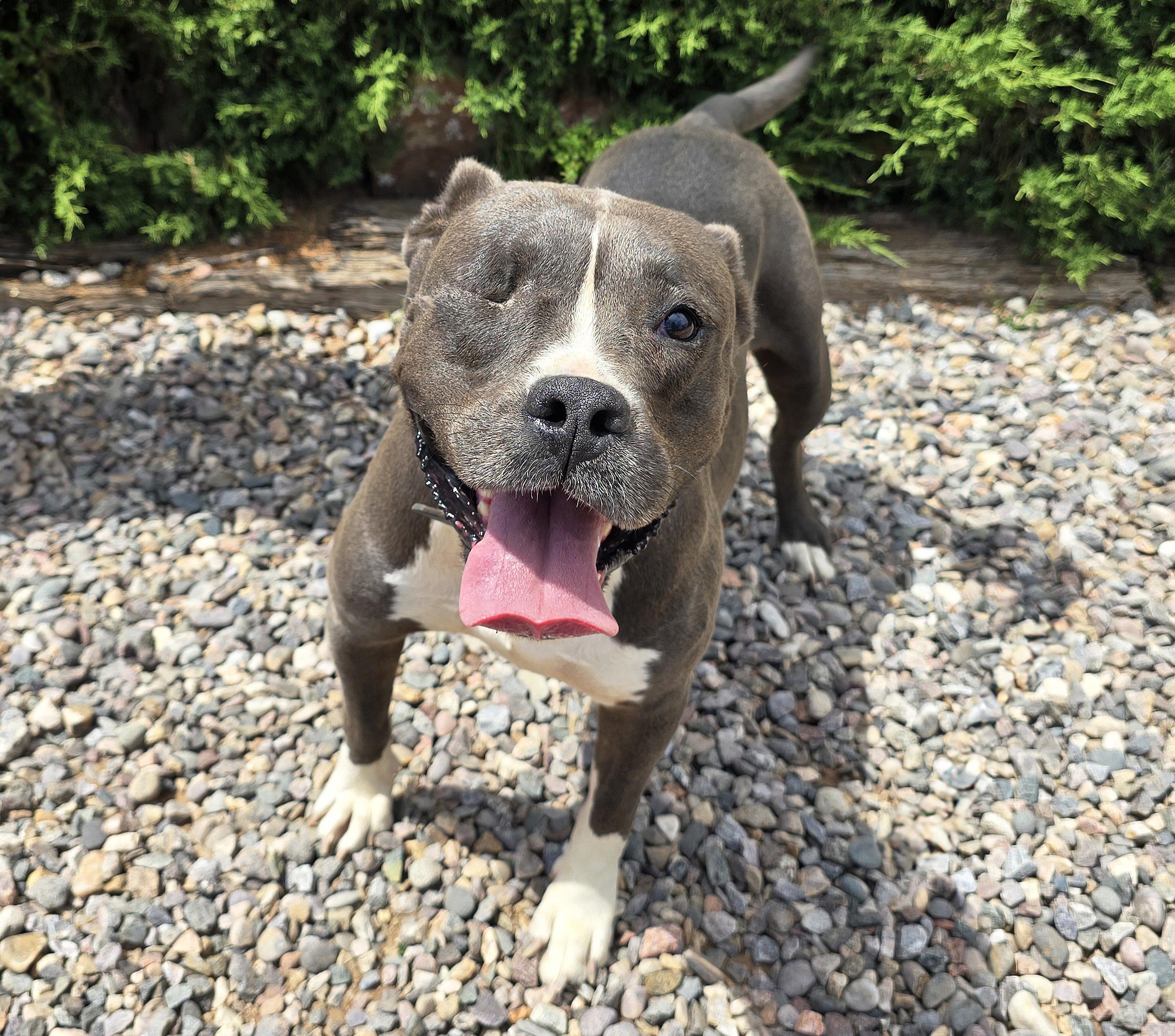 Enlarge Jazzy Ms Jyn - Glorious American Bully, a Adoptable American Bully in Albuquerque, NM image 2/2