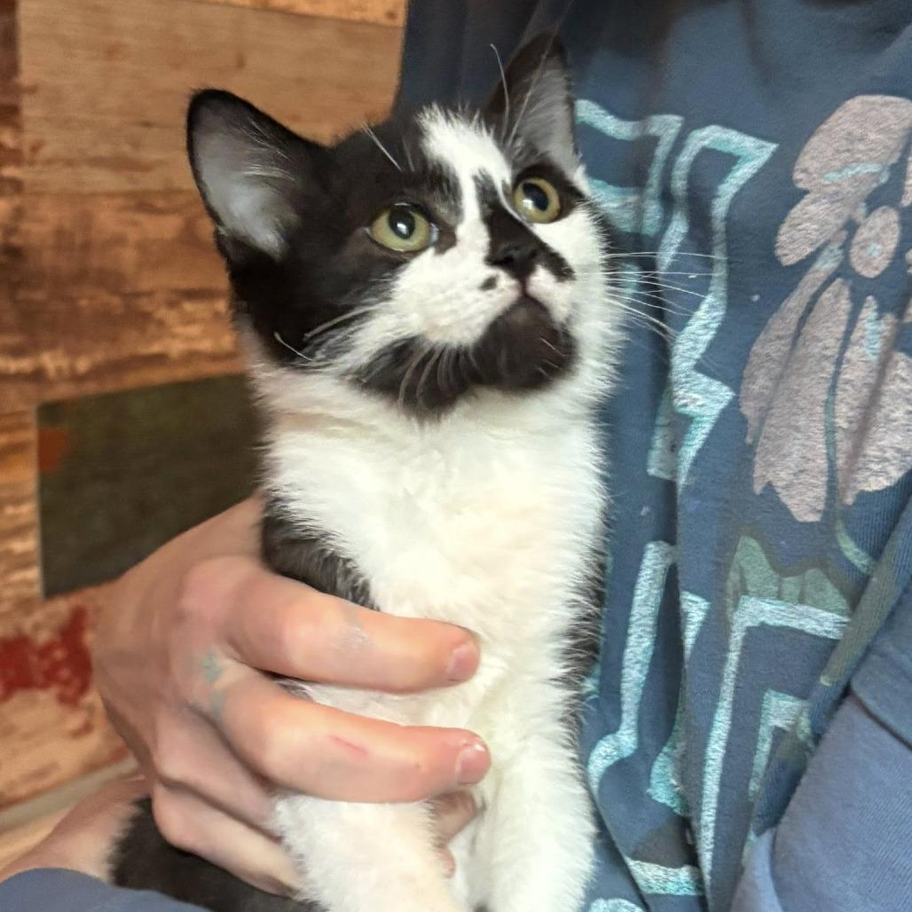 Lucas, Adoptable, Kitten Male Domestic Short Hair.